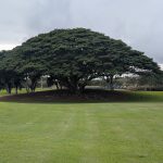 green grass with the flag in the hole.