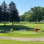 Panoramic view of a lush green golf course at Pines Golf Club. Smooth