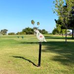 Panoramic view of a lush green golf course at Quail Run Golf Course. Smooth