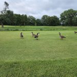 Panoramic view of a lush green golf course at Rolling Meadows Golf Course. Smooth