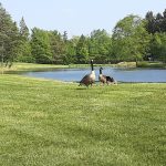 Panoramic view of a lush green golf course at Royal Crest Golf Club. Smooth