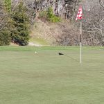 green grass with the flag in the hole.