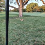 green grass with the flag in the hole.