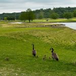 Panoramic view of a lush green golf course at Tapawingo National Golf Club. Smooth