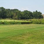 green grass with the flag in the hole.