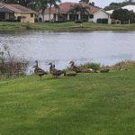 Panoramic view of a lush green golf course at The Links Golf Course. Smooth